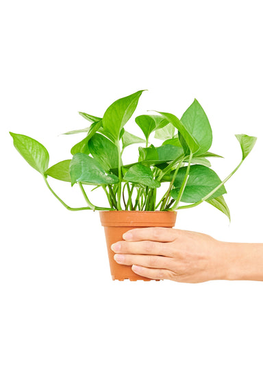 Small sized Jade Pothos Plant in a growers pot with a white background with a hand holding the pot