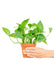 Small sized Jade Pothos Plant in a growers pot with a white background with a hand holding the pot