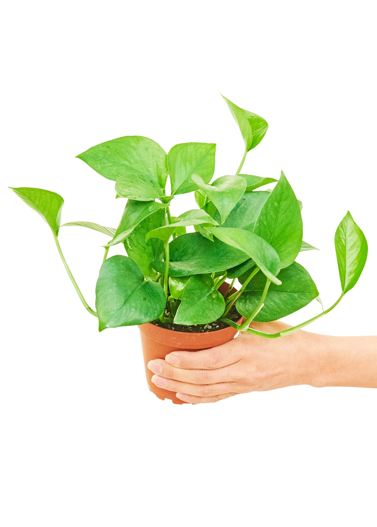 Small sized Jade Pothos Plant in a growers pot with a white background with a hand holding the pot showing the top view