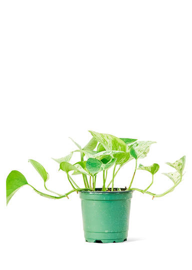 Small sized Marble Queen Pothos Plant in a growers pot with a white background