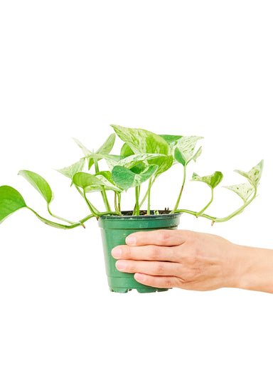 Small sized Marble Queen Pothos Plant in a growers pot with a white background with a hand holding the pot