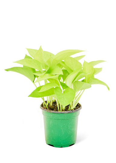 Small size Neon Pothos Plant in a growers pot with a white background