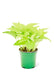 Small size Neon Pothos Plant in a growers pot with a white background