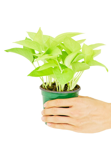 Small size Neon Pothos plant in a growers pot with a white background and a hand holding the pot