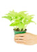 Small size Neon Pothos plant in a growers pot with a white background and a hand holding the pot