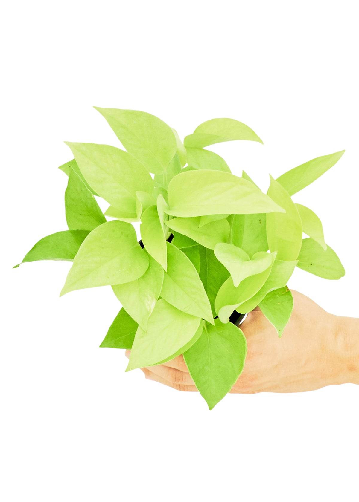 Small size Neon Pothos plant in a growers pot with a white background and a hand holding the pot to show the top view