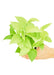 Small size Neon Pothos plant in a growers pot with a white background and a hand holding the pot to show the top view