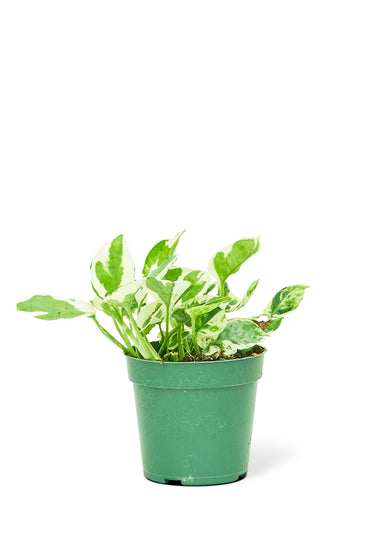 Small sized Pearls and Jade Pothos Plant in a growers pot with a white background