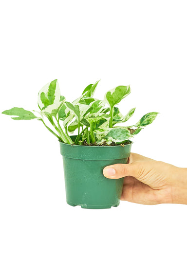 Small sized Pearls and Jade Pothos Plant in a growers pot with a white background with a hand holding the pot