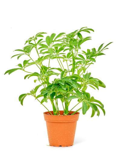 Small size Dwarf Umbrella Tree plant in a growers pot with a white background