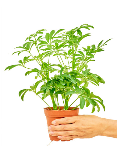 Small size Dwarf Umbrella Tree plant in a growers pot with a white background with a hand holding the pot