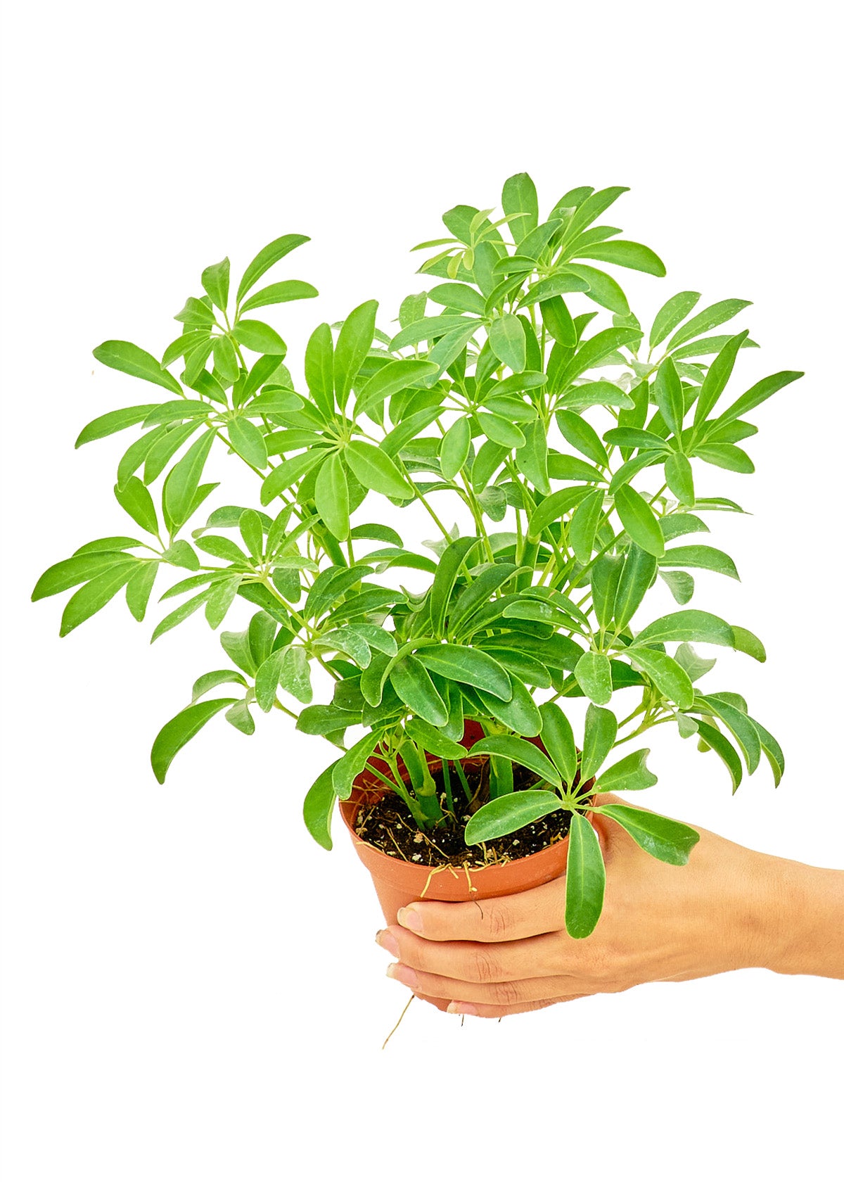 Small size Dwarf Umbrella Tree plant in a growers pot with a white background with a hand holding the pot showing the top view