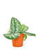 Small size Exotic Silver Pothos Plant in a growers pot with a white background