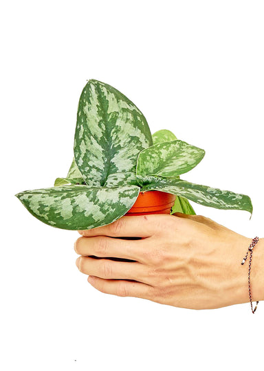 Small size Exotic Silver Pothos Plant in a growers pot with a white background with a hand holding the pot