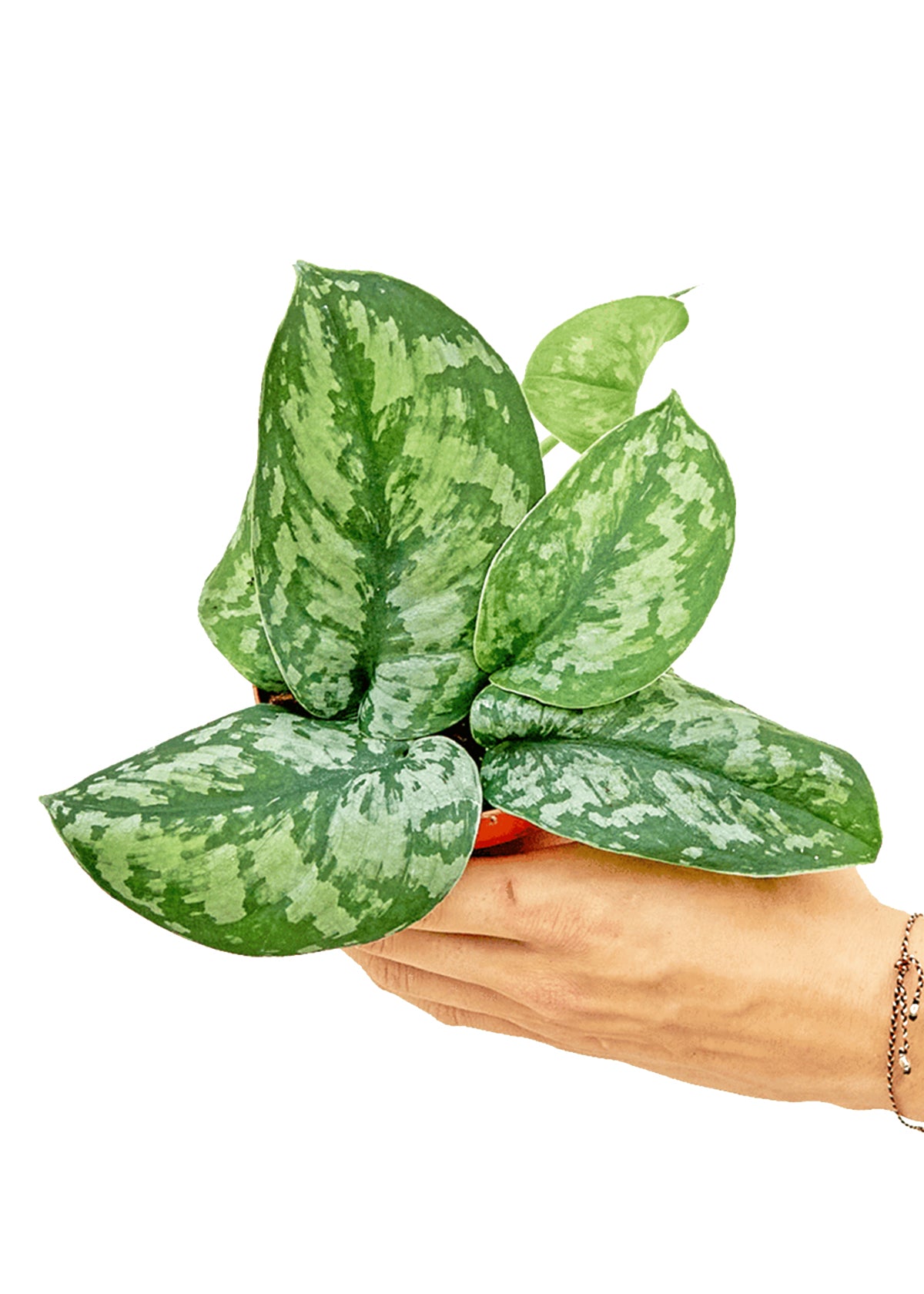 Small size Exotic Silver Pothos Plant in a growers pot with a white background with a hand holding the pot showing the top view