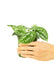 Small sized Silvery Ann Scindapsus Plant in a growers pot with a white background with a hand holding the pot
