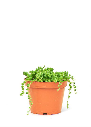 Small size String of Pearls Plant with a white background