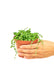 Small size String of Pearls Plant with a white background and a hand holding the pot