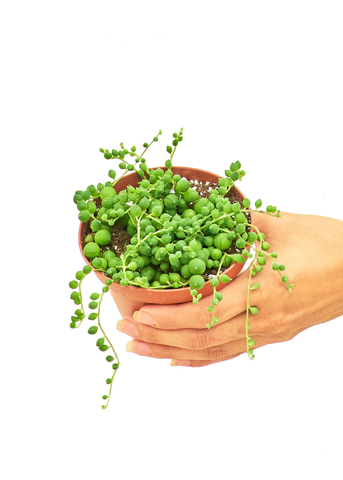 Small size String of Pearls Plant with a white background and a hand holding the pot showing the top view