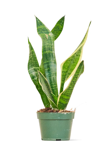 Small size Laurentii Snake Plant in a growers pot with a white background