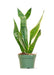 Small size Laurentii Snake Plant in a growers pot with a white background