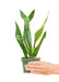 Small size Laurentii Snake Plant in a growers pot with a white background with a hand holding the pot