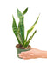 Small size Laurentii Snake Plant in a growers pot with a white background with a hand holding the pot to show top view