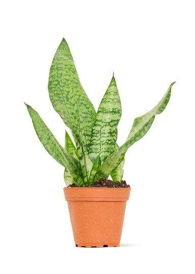 Small size Zeylanica Snake Plant in a growers pot with a white background