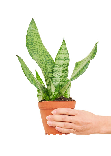 Small size Zeylanica Snake Plant in a growers pot with a white background with a hand holding the pot