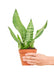 Small size Zeylanica Snake Plant in a growers pot with a white background with a hand holding the pot