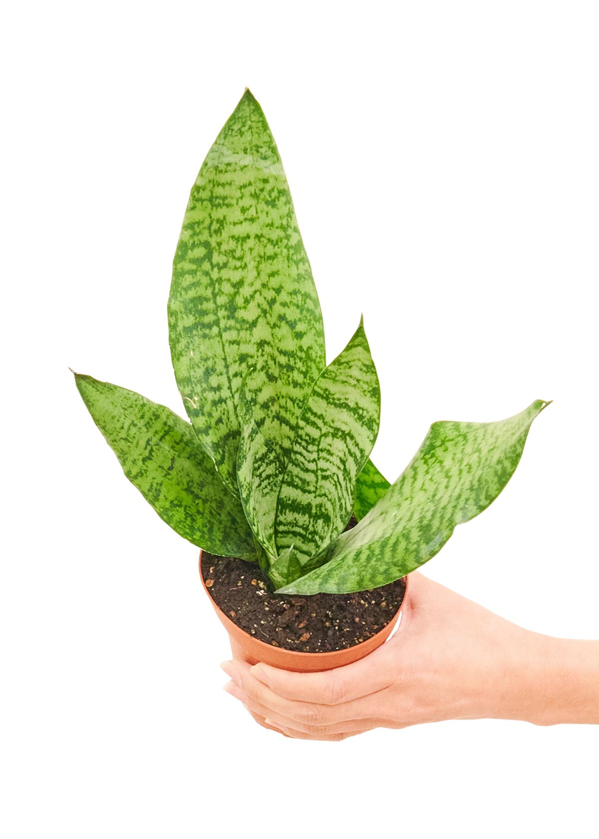 Small size Zeylanica Snake Plant in a growers pot with a white background with a hand holding the pot to show top view