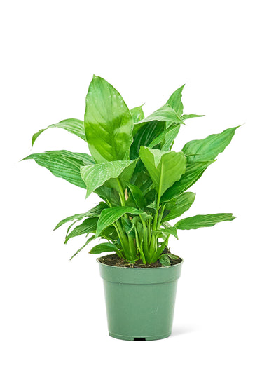 Small size Peace Lily plant in a growers pot with a white background