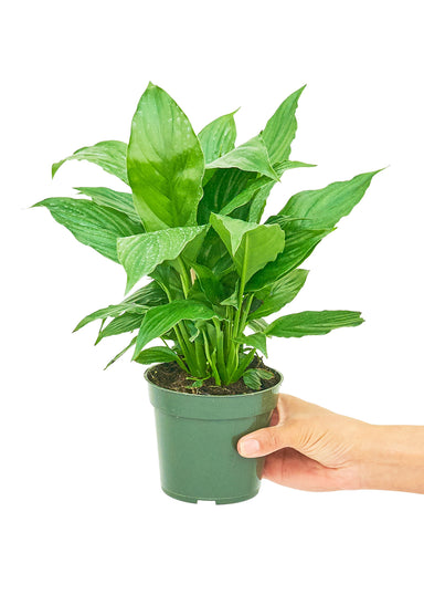 Small size Peace Lily plant in a growers pot with a white background with a hand holding the pot