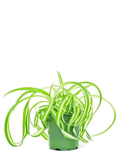 Small size Bonnie Spider Plant in a growers pot with a white background