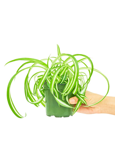 Small size Bonnie Spider Plant in a growers pot with a white background with a hand holding the pot