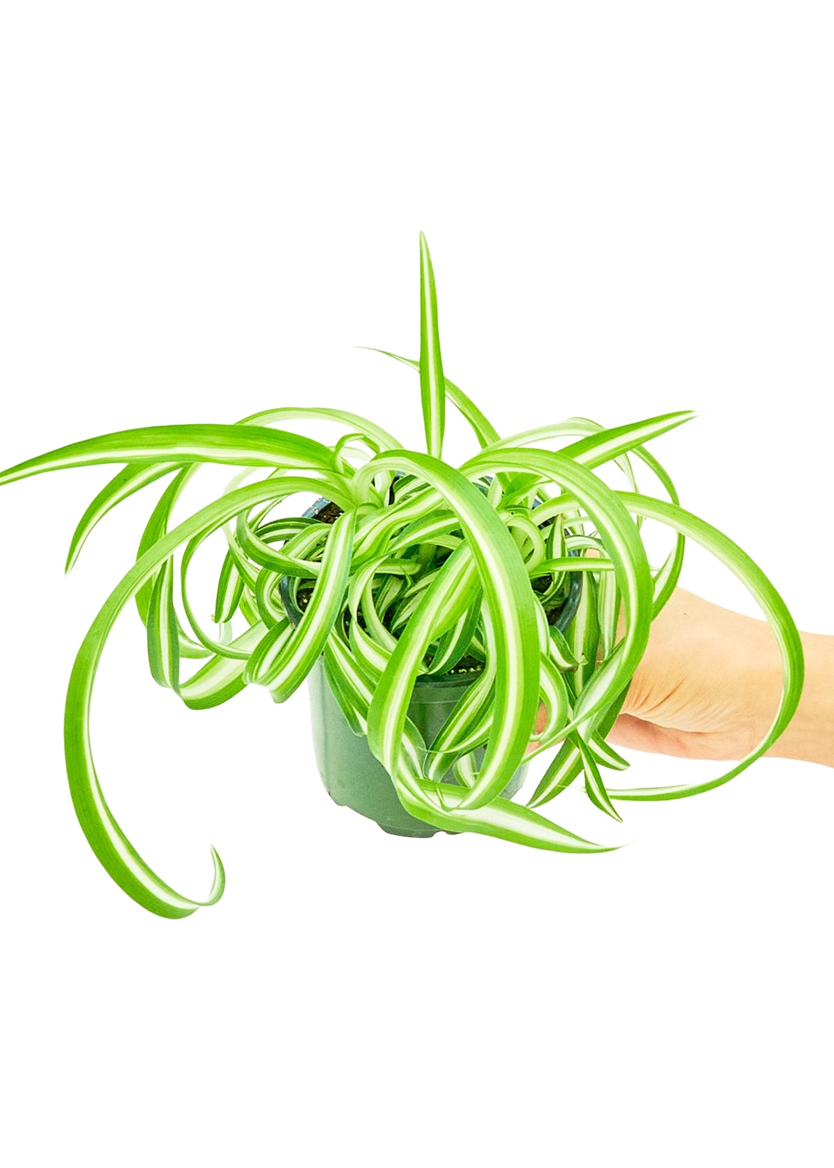 Small size Bonnie Spider Plant in a growers pot with a white background with a hand holding the pot to show a slight top view