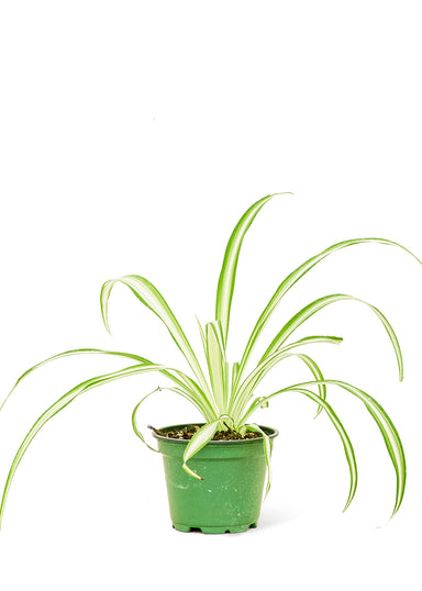 Small size Spider Plant in a growers pot with a white background