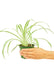 Small size Spider Plant in a growers pot with a white background and a hand holding the pot