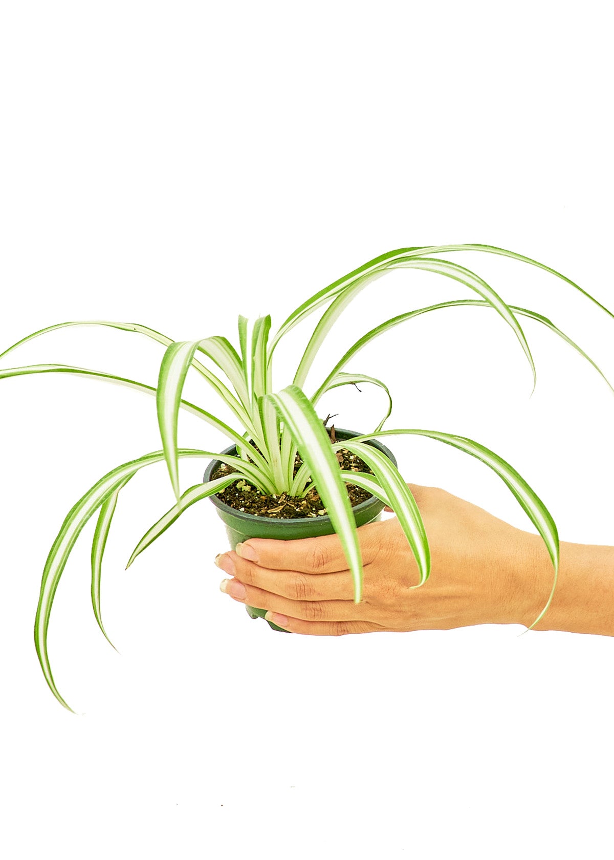 Small size Spider Plant in a growers pot with a white background and a hand holding the pot giving a top view
