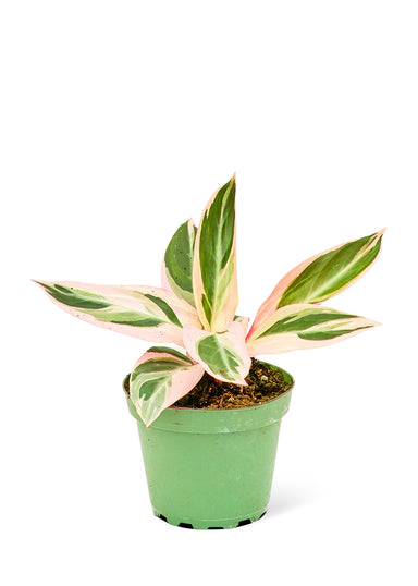 Small size Stromanthe Triostar Plant in a growers pot with a white background