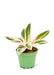 Small size Stromanthe Triostar Plant in a growers pot with a white background