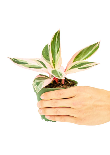 Small size Stromanthe Triostar Plant in a growers pot with a white background with a hand holding the pot
