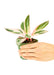 Small size Stromanthe Triostar Plant in a growers pot with a white background with a hand holding the pot
