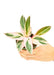 Small size Stromanthe Triostar Plant in a growers pot with a white background with a hand holding the pot showing the top view