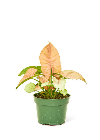 Small Pink Arrowhead Plant in a growers pot with a white background