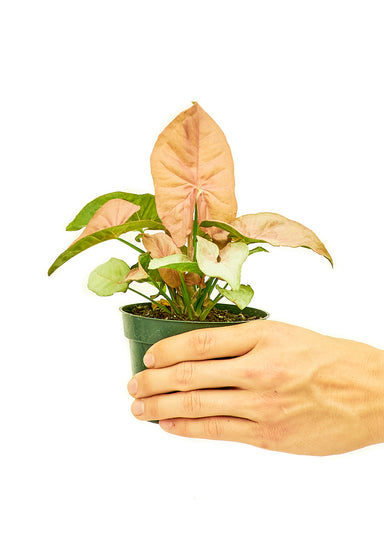 Small Pink Arrowhead Plant in a growers pot with a white background and a hand holding the pot