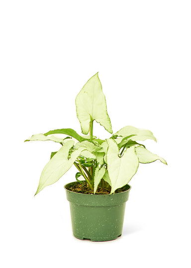 Small size White Arrowhead Plant in a growers pot with a white background