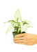 Small size White Arrowhead Plant in a growers pot with a white background with a hand holding the pot