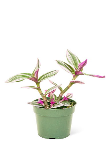Small size Nanouk Tradescantia Plant in a growers pot with a white background