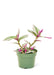 Small size Nanouk Tradescantia Plant in a growers pot with a white background